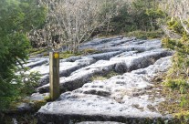 The Limestone Link
