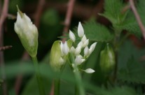 New Life on Arnside Knott