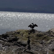 Seabirds and Seals