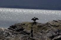Seabirds and Seals
