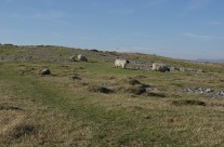 The Limestone Fringe