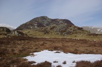 Dog and Wainwrights