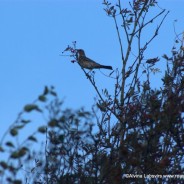 Feasting Fieldfares