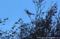 Feasting Fieldfares