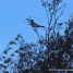 Feasting Fieldfares
