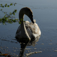 Competitions, women and the RSPB