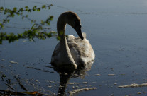 Competitions, women and the RSPB