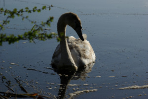 Swan at Leighton Moss